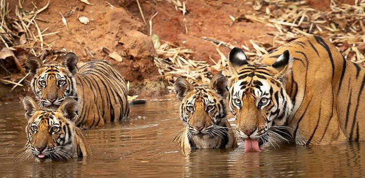 Photos from the 1839 Awards photography competition: Tiger family