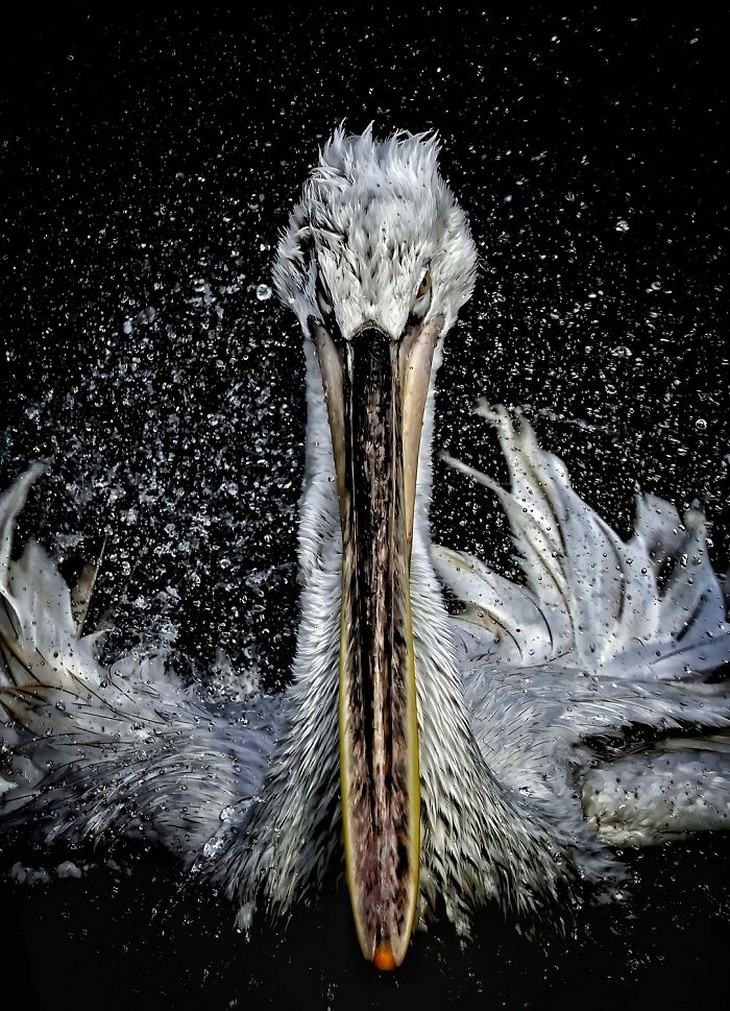 Photos from the 1839 Awards photography competition: Close-up of a pelican