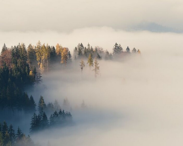 Photos from the 1839 Awards photography competition: Forest shrouded in fog