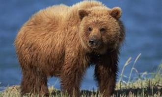 Which animal wakes up in you when you attack you: a bear