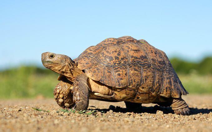 Which animal wakes up in you when you attack you: a turtle