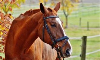 Which animal wakes up in you when you attack you: a horse