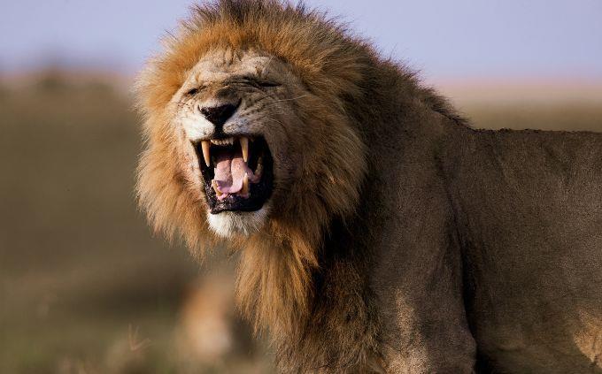 Which animal wakes up in you when you attack you: a lion