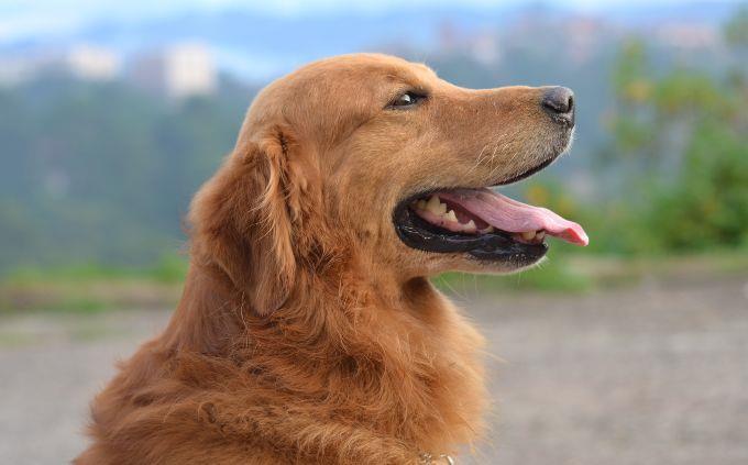 Which animal wakes up in you when you attack you: a dog