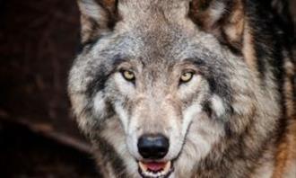 Which animal wakes up in you when you attack you: a wolf