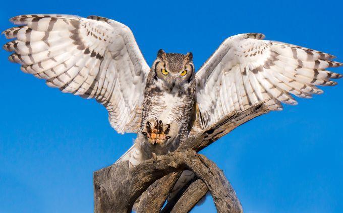 Which animal wakes up in you when you attack you: Owl