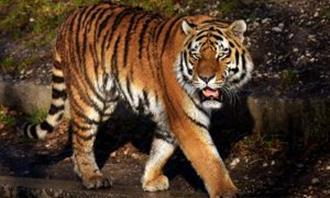 Which animal wakes up in you when you attack you: Tigris