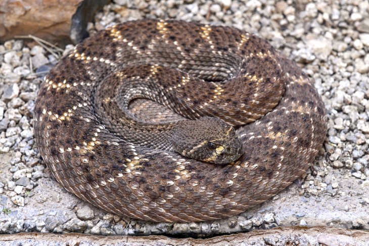 US snakes