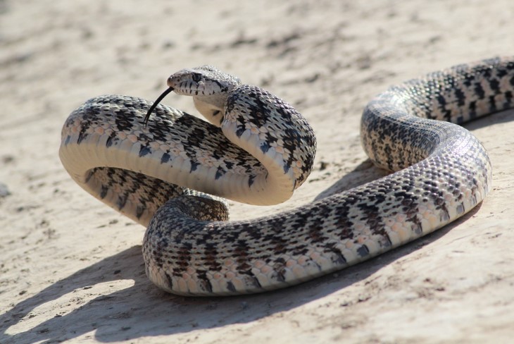 US snakes