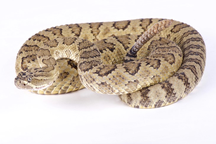 US snakes
