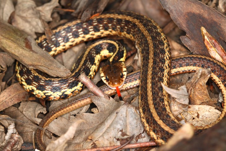 US snakes