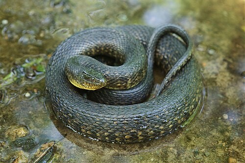 US snakes