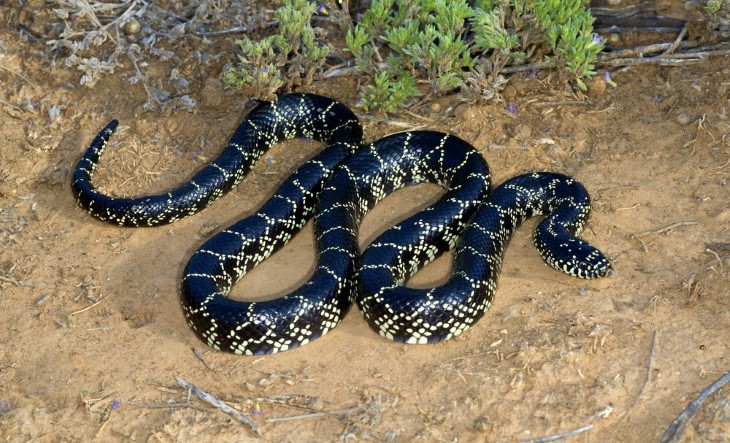 US snakes