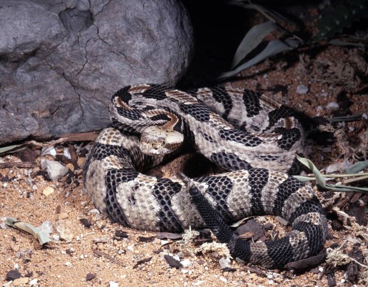 US snakes
