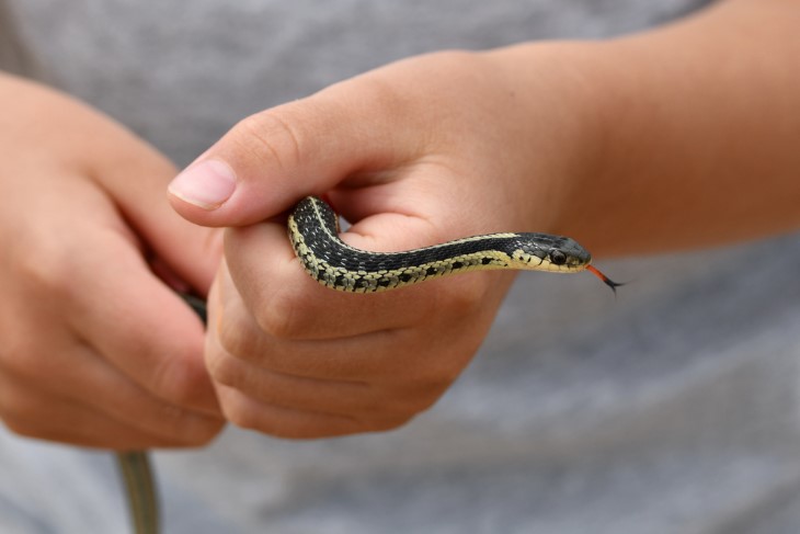US snakes