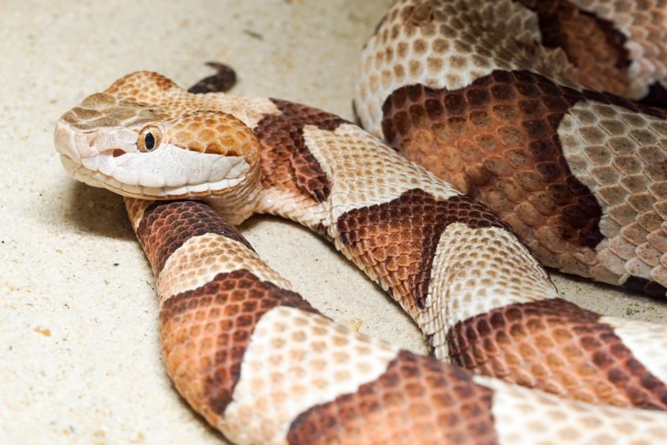 US snakes