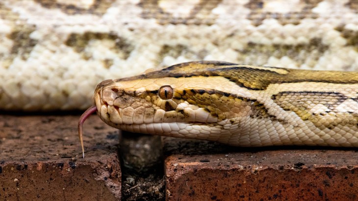 US snakes