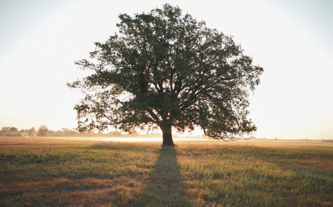 What emotional plant are you: tree