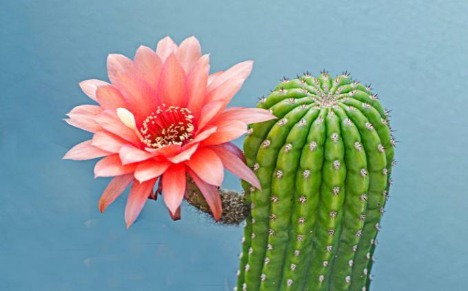 Which emotional plant are you: cactus