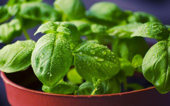 What emotional plant are you: spice