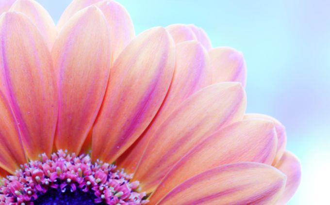 What emotional plant are you: a flower