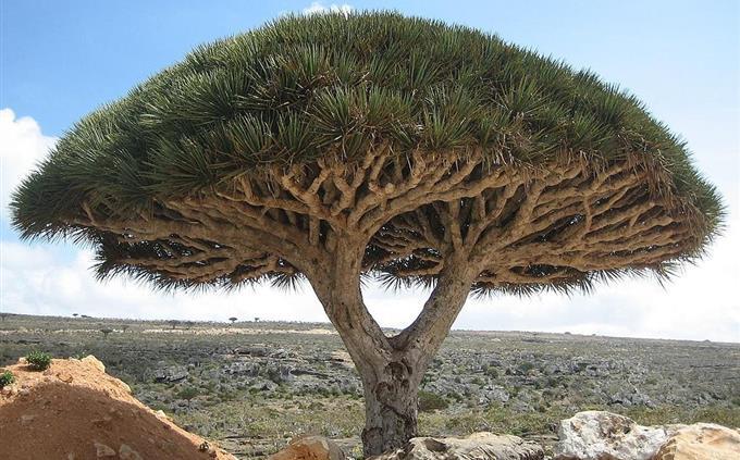 Trivia Places in the world: Dragon Blood Tree