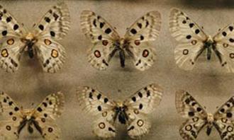 Find the differences: butterflies