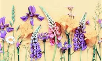 Find the differences: flowers