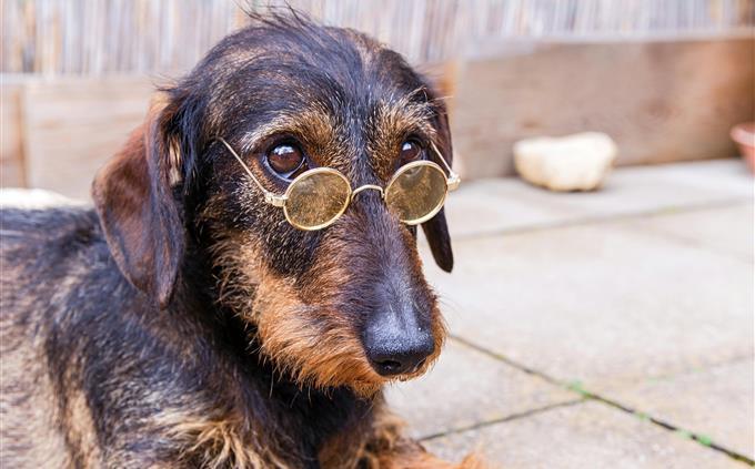 Picture Identification Test: Dog with glasses