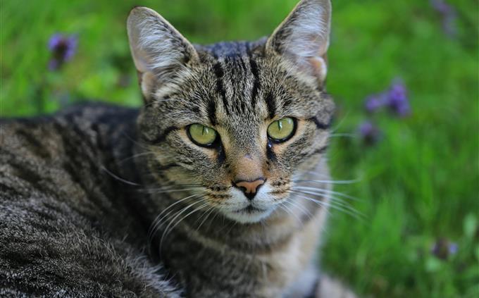 Picture Identification Test: Cat