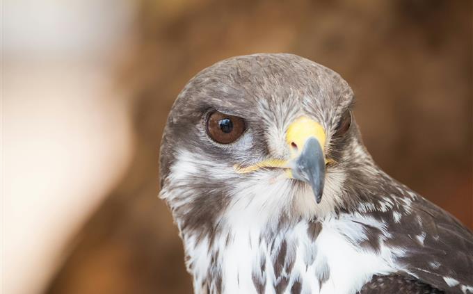 Picture Identification Test: Hawk