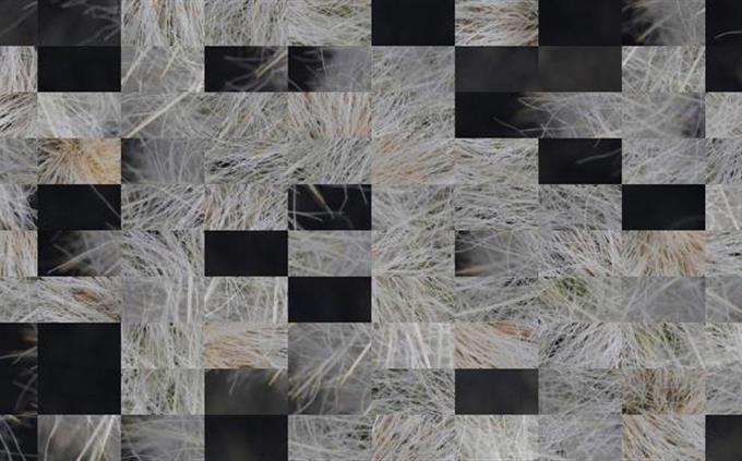 Picture Identification Test