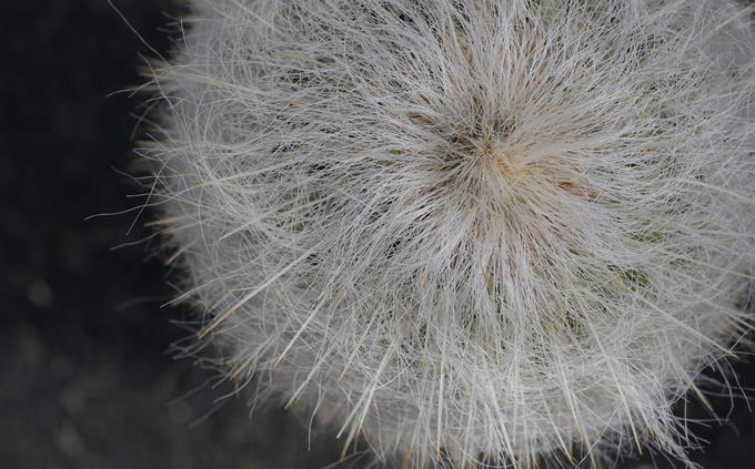 Picture Identification Test: Cactus