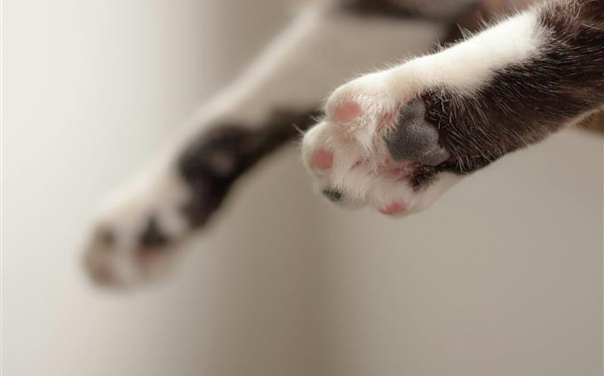 Picture Identification Test: Cat's legs