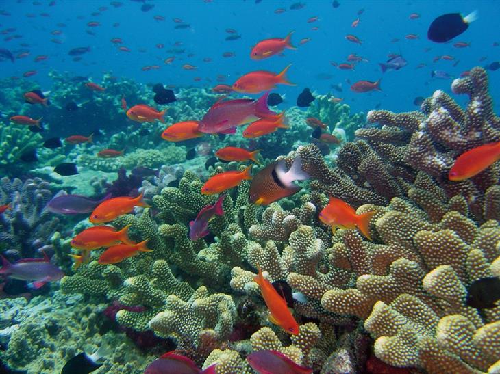 Recommended places in Fiji: Rainbow Reef