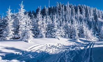 Do you fall in love quickly? A snowy forest