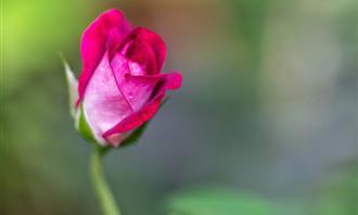 Do you fall in love quickly? A flower opens