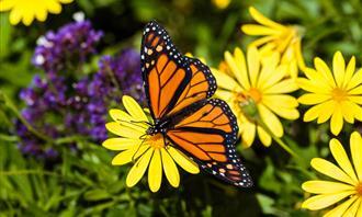 Do you fall in love quickly? Butterfly and flower