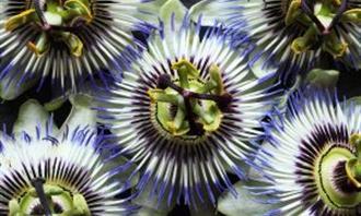 Artificial Intelligence Photo Test: Flower
