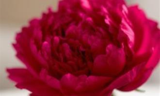 Artificial Intelligence Photo Test: Flower