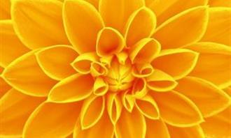 Artificial Intelligence Photo Test: Flower