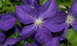 Artificial Intelligence Photo Test: Flower