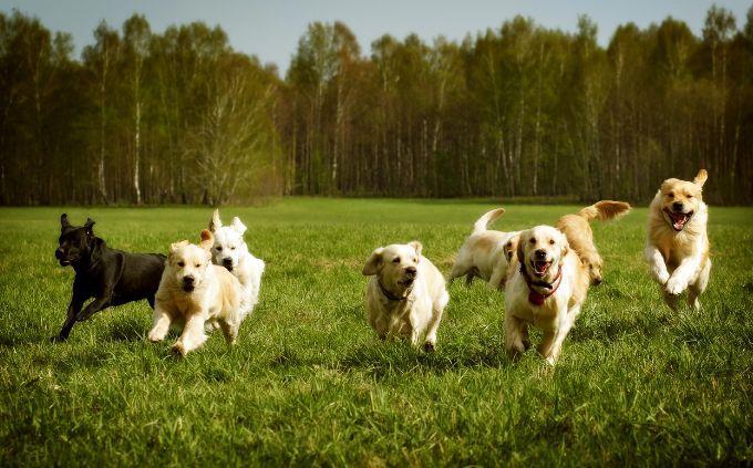 Hard trivia: Dogs run in grass