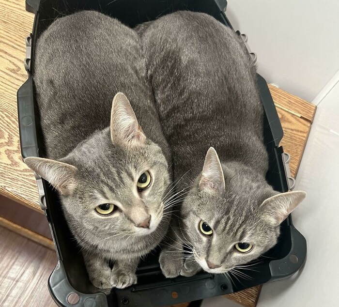 Cute cat photos: A pair of cats in a carrier