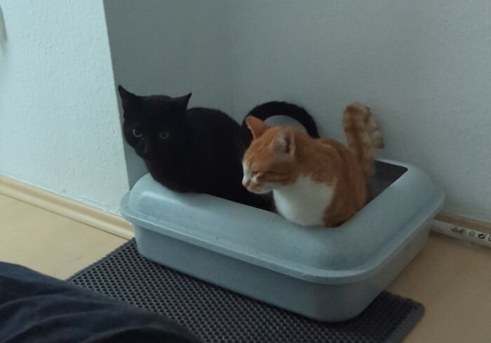 Cute cat photos: Two cats in a litter box