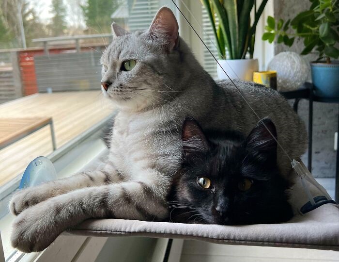 Cute cat photos: One cat sitting on another