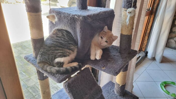 Cute cat photos: A pair of cats on a climbing structure