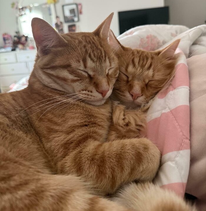 Cute cat photos: A pair of cats cuddling together