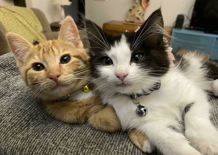 Cute cat photos: A pair of cats cuddling together