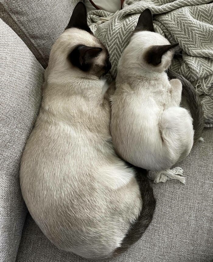 Cute cat photos: A pair of cats cuddling together
